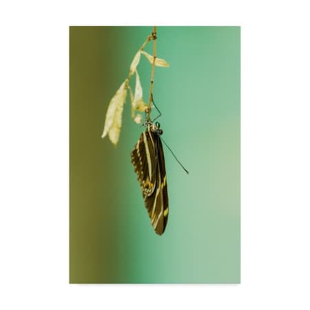 Chris Moyer 'Hanging Out Butterfly' Canvas Art,22x32